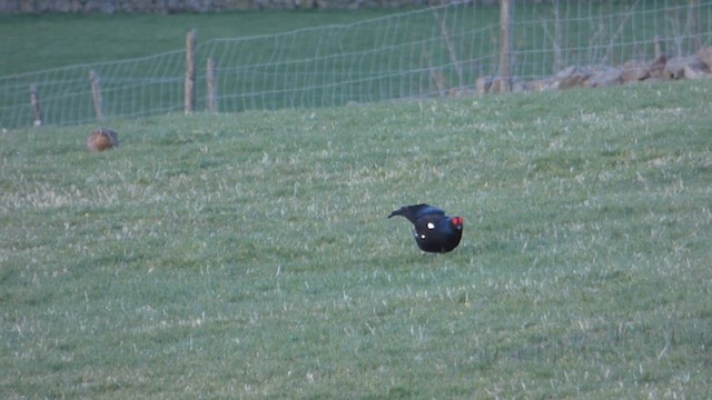 Тетерук євразійський - ML647195861