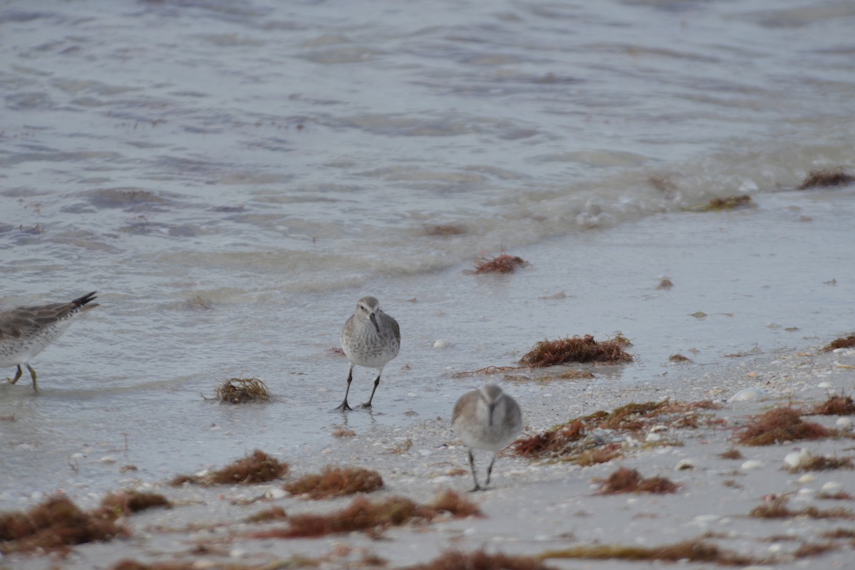 jespák rezavý - ML647195864