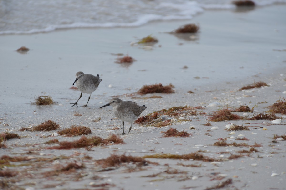 jespák rezavý - ML647195865