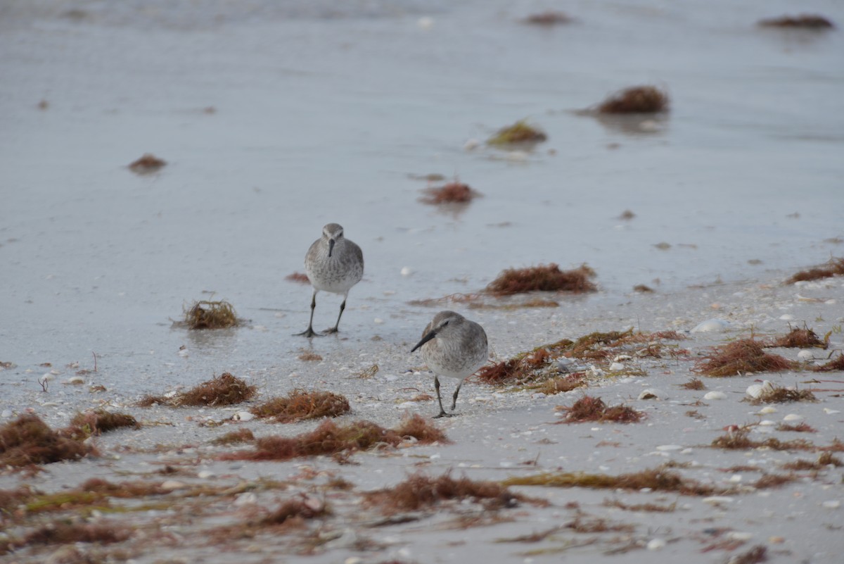 jespák rezavý - ML647195866