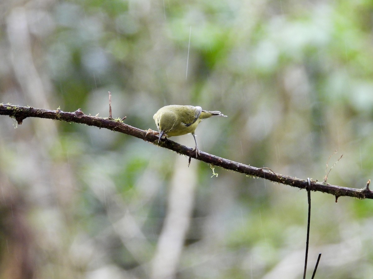 Червоїд світлобровий - ML647195871