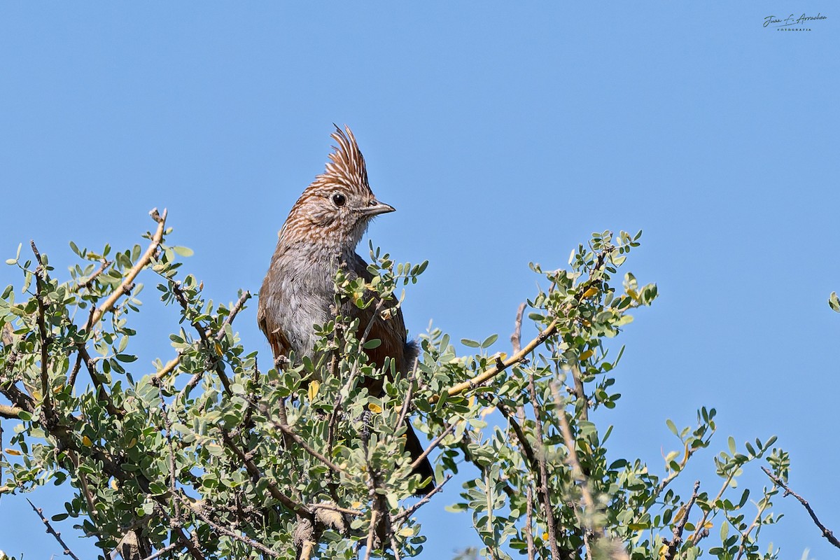 topptapakulo - ML647195884