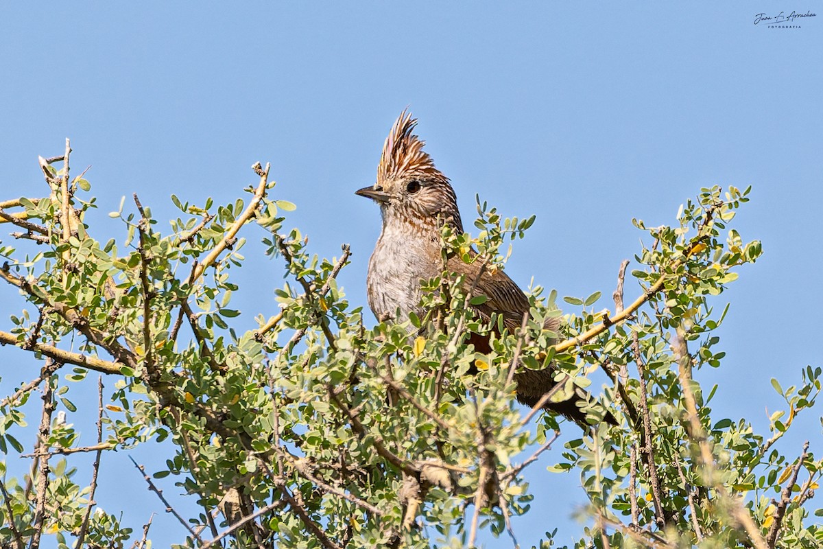 topptapakulo - ML647195885