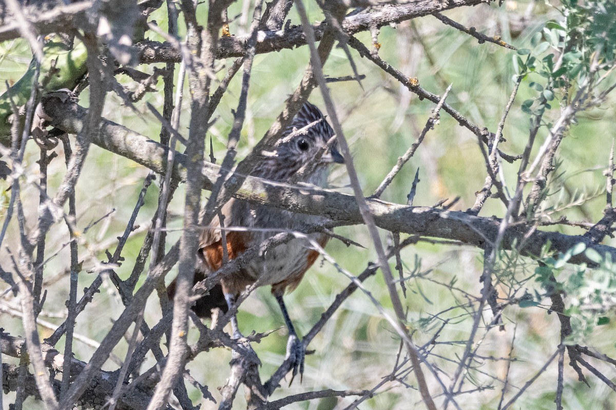 topptapakulo - ML647195886