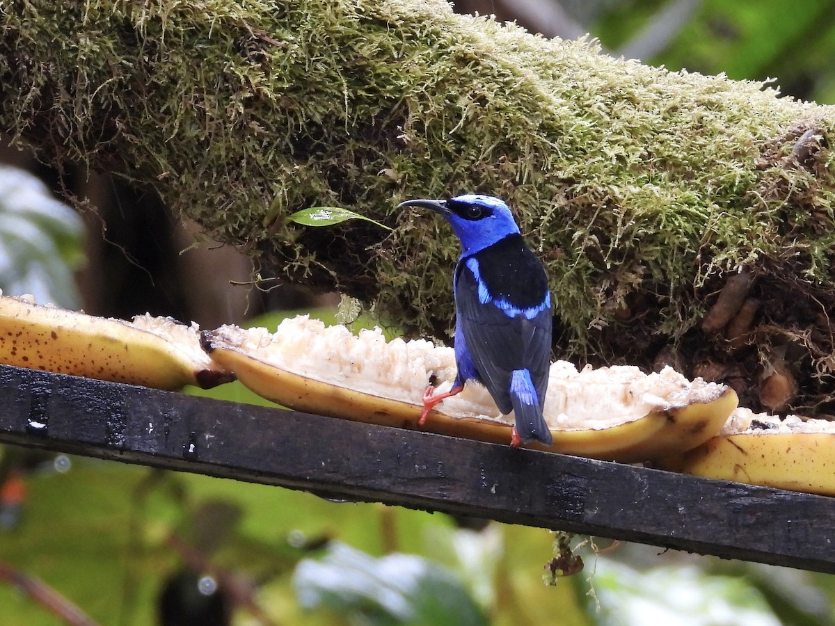 Танагра-медоїд бірюзова - ML647195891