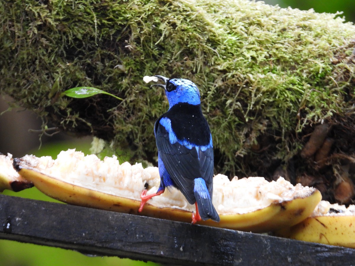 Танагра-медоїд бірюзова - ML647195892