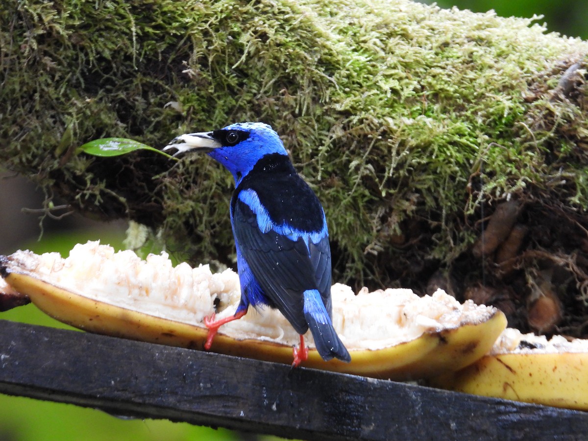 Танагра-медоїд бірюзова - ML647195893