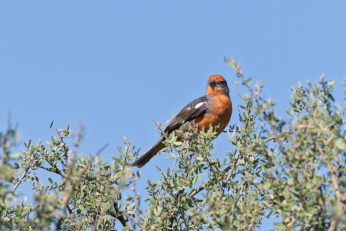 Рара червоновола - ML647195897