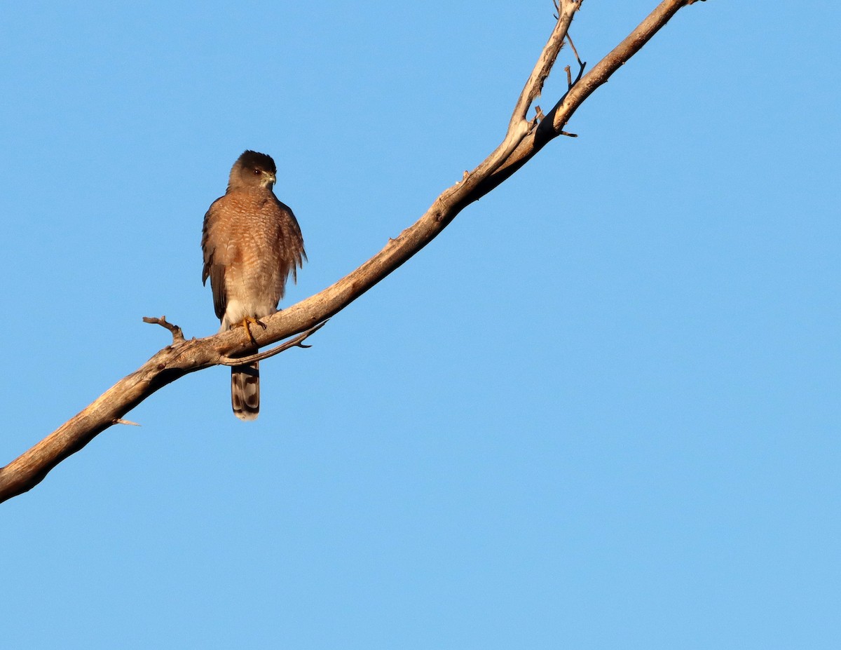 Cooper's Hawk - ML647195908
