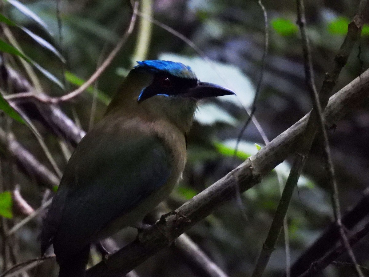 Blue-capped Motmot - ML647195919