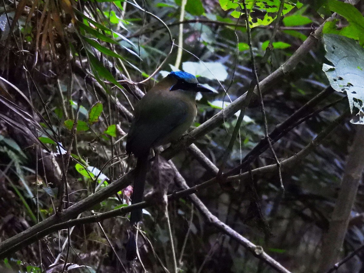 Blue-capped Motmot - ML647195920