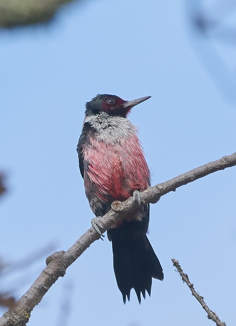 Lewis's Woodpecker - ML647195924