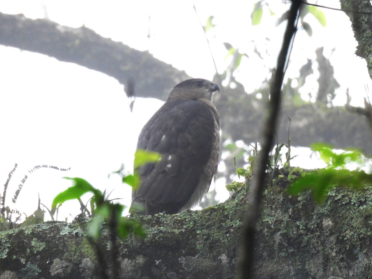 Cooper's Hawk - ML647195930