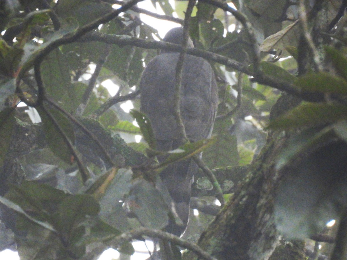 Cooper's Hawk - ML647195931