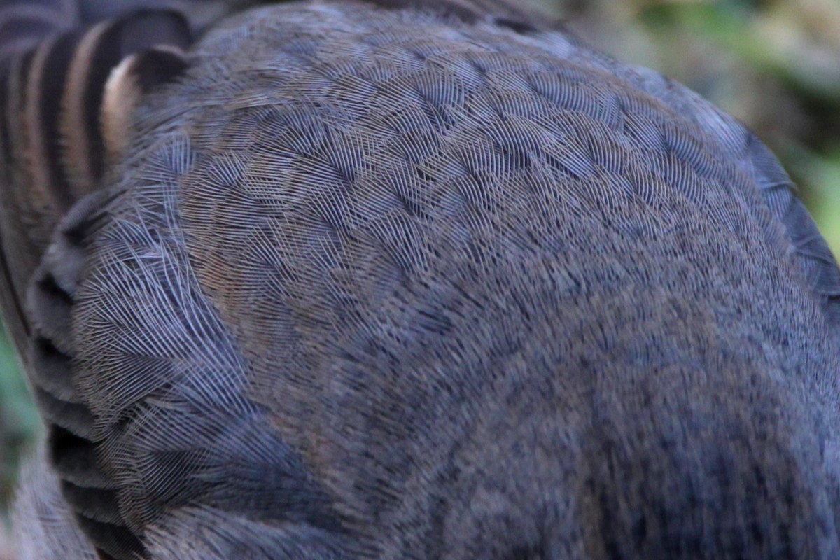 Dark-eyed Junco (cismontanus) - ML647195933