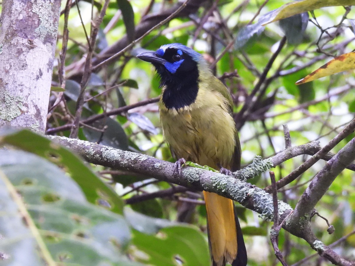 Geai vert - ML647195952