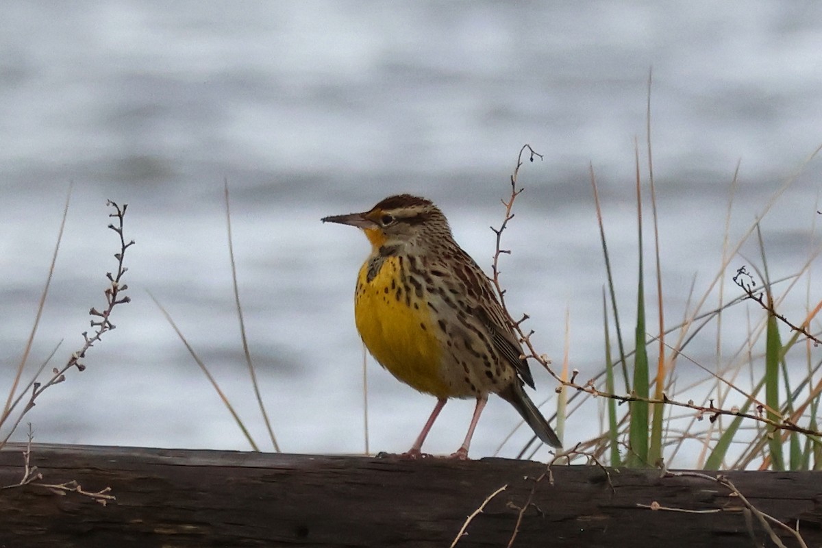 Western Meadowlark - ML647195983