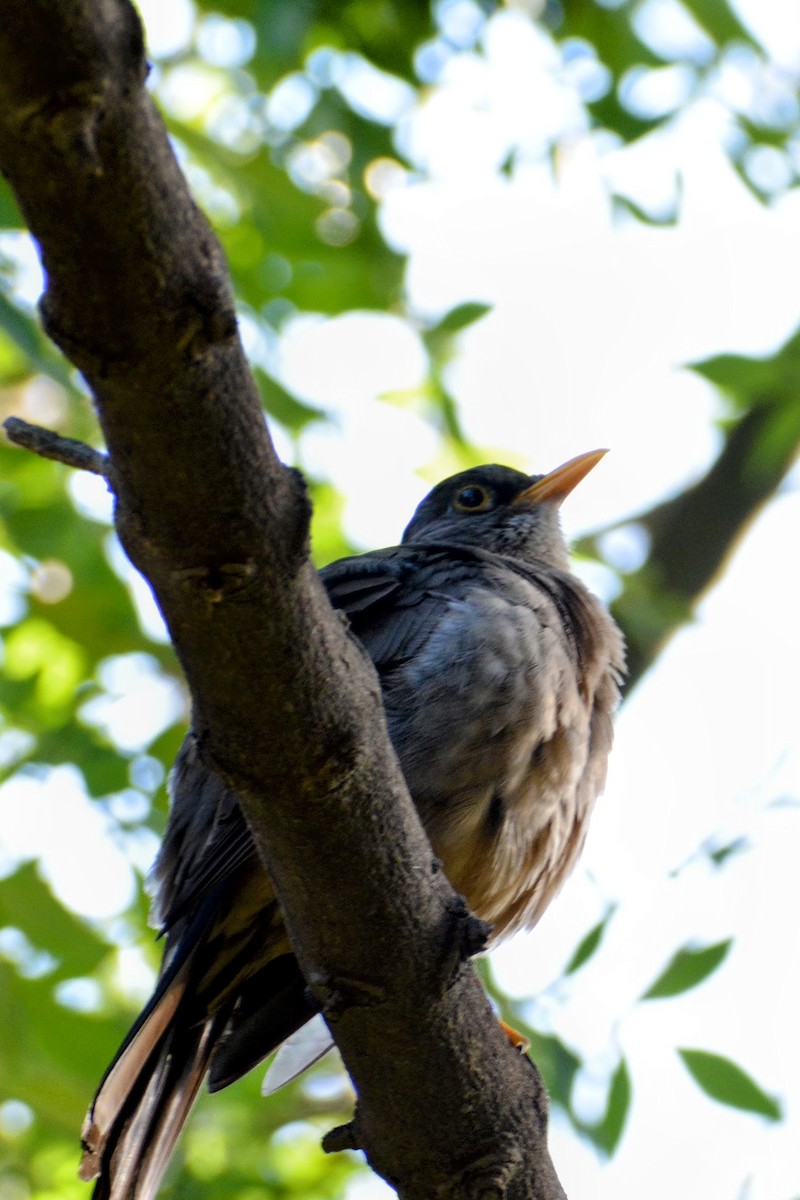 Austral Thrush - ML647196001