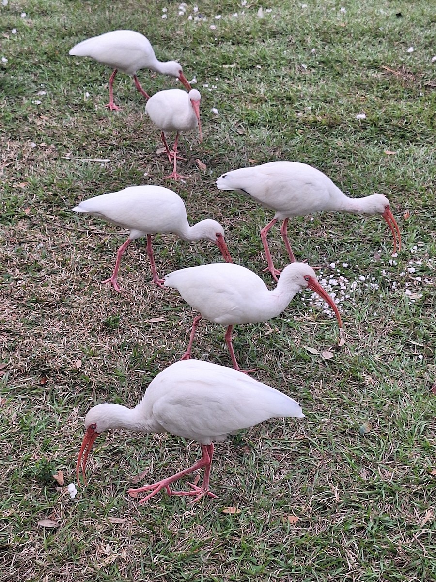 White Ibis - ML647196011