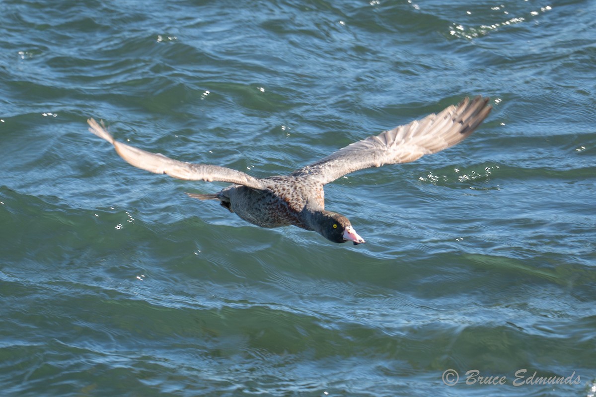 kachna měkkozobá - ML647196045