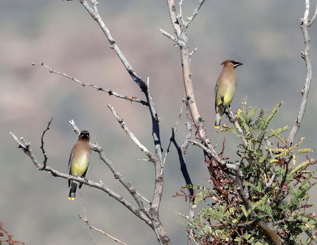 Cedar Waxwing - ML647196047