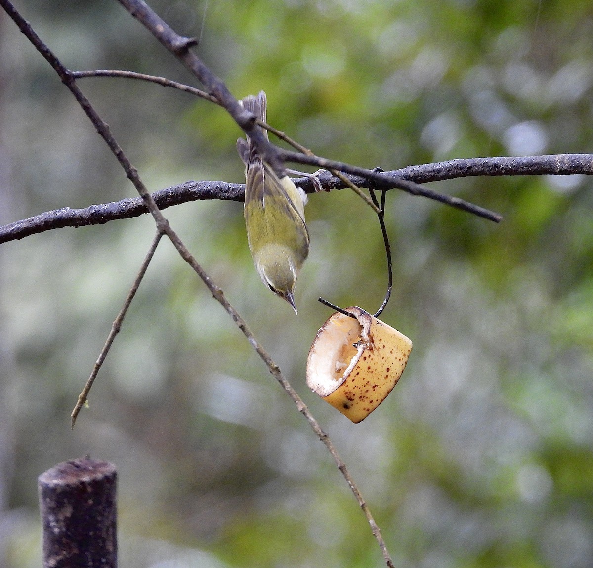 Червоїд світлобровий - ML647196065