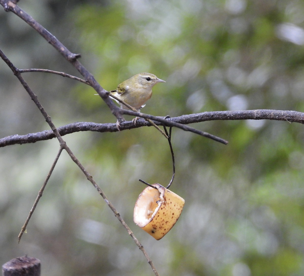 Червоїд світлобровий - ML647196076
