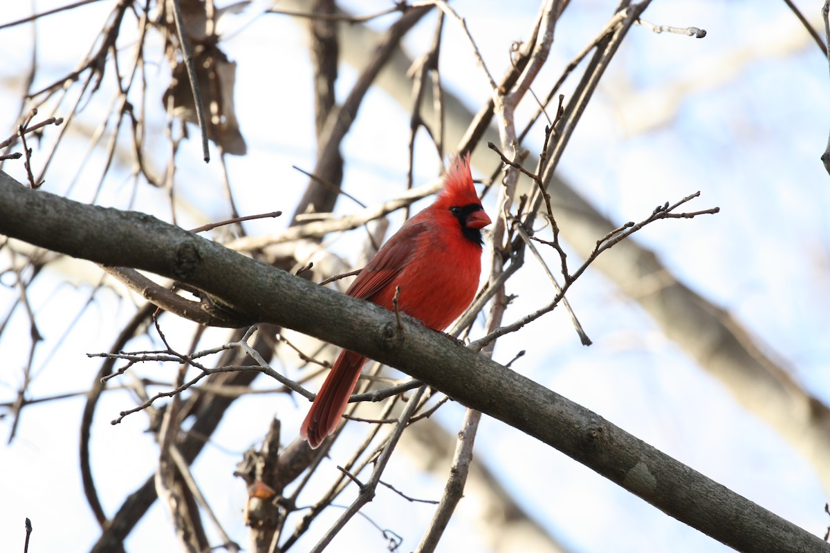 Northern Cardinal - ML647196078