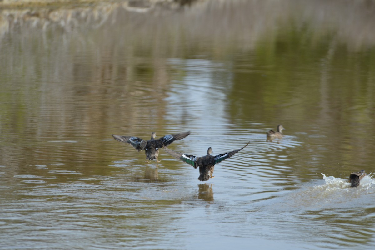 Zertzeta hegalurdina - ML647196080