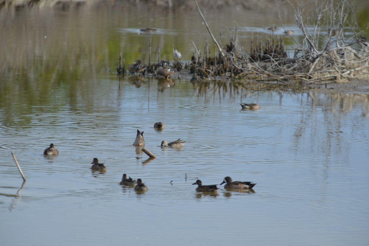 blåvingeand - ML647196081