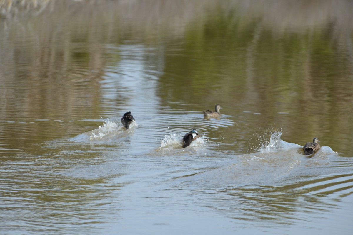 blåvingeand - ML647196082