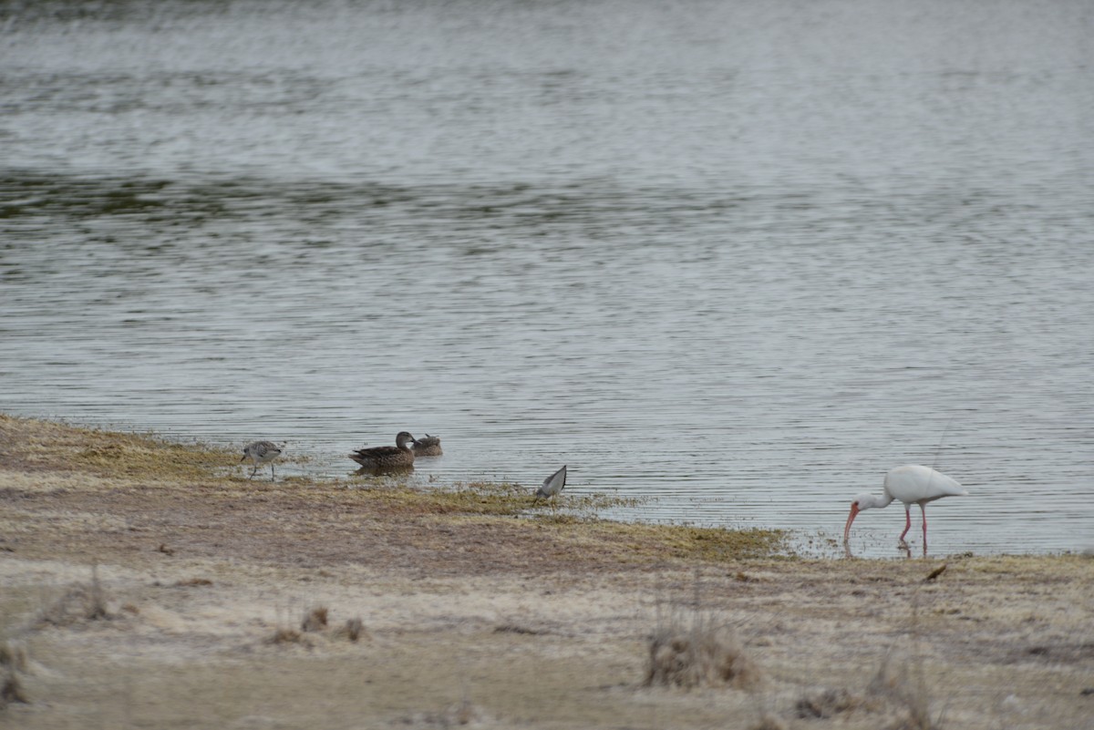 blåvingeand - ML647196092
