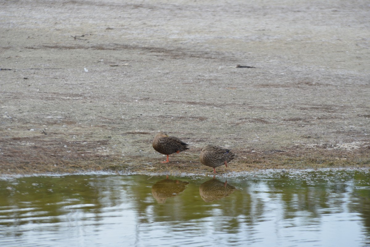 golfand - ML647196093