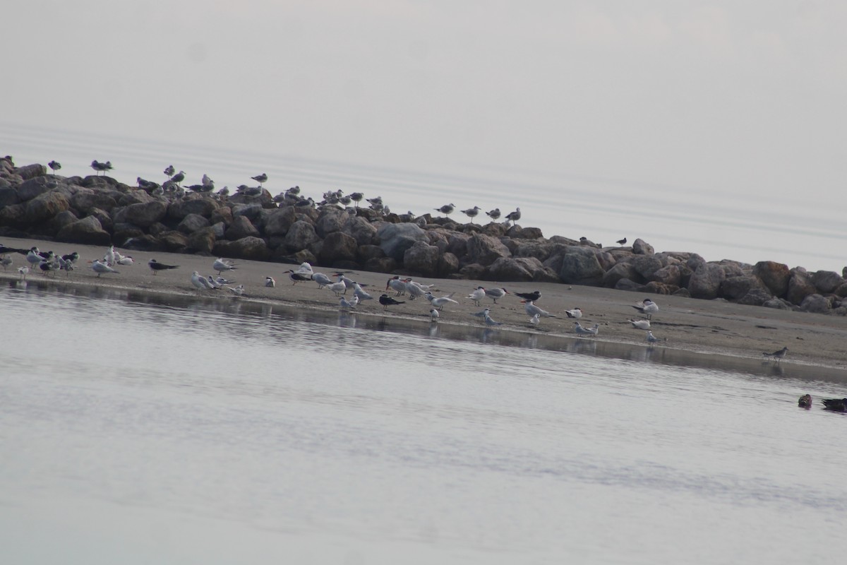 rovterne - ML647196108