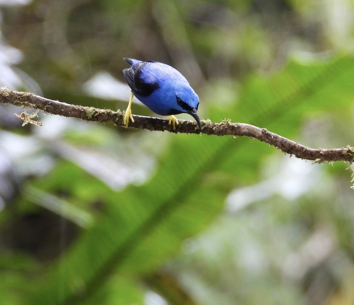 Shining Honeycreeper - ML647196111