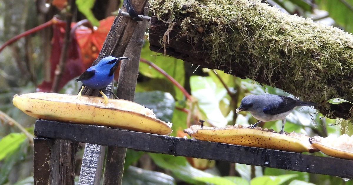 gulbeinhonningkryper - ML647196112