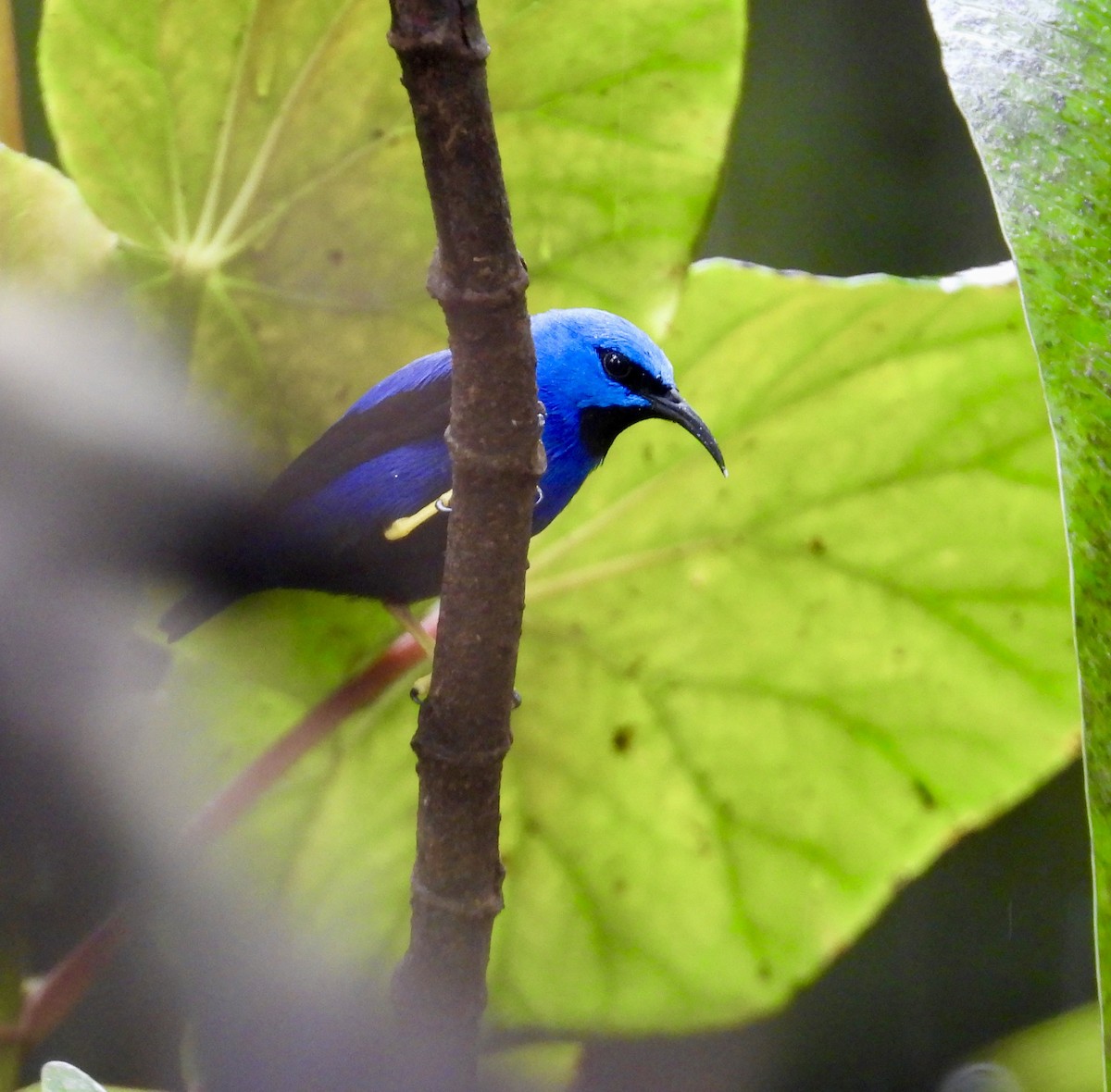Shining Honeycreeper - ML647196113