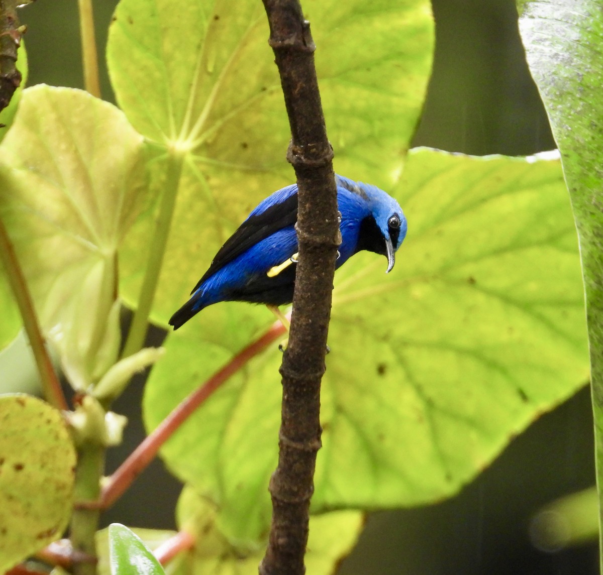 Shining Honeycreeper - ML647196114