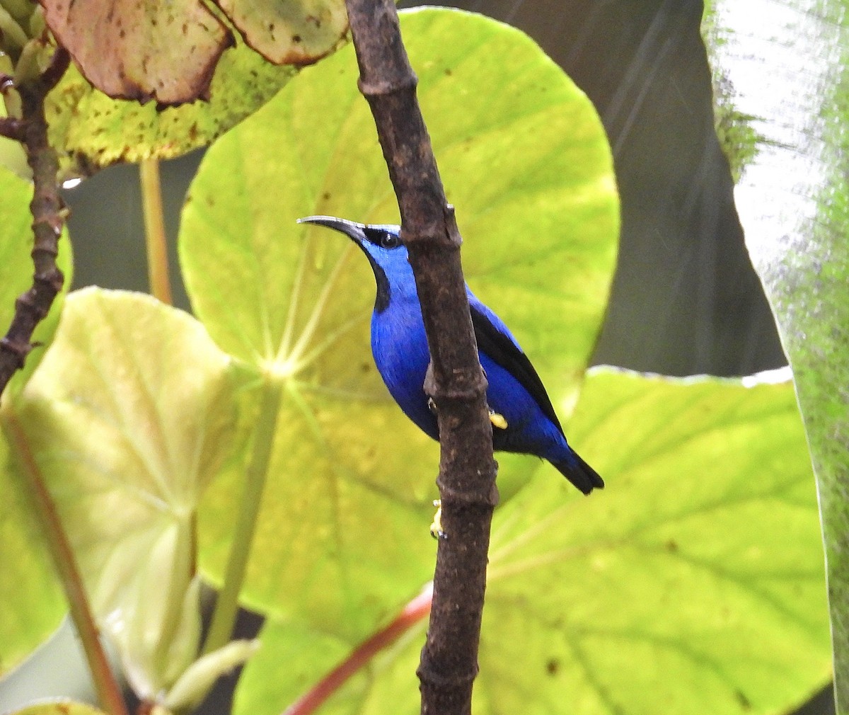 Shining Honeycreeper - ML647196115