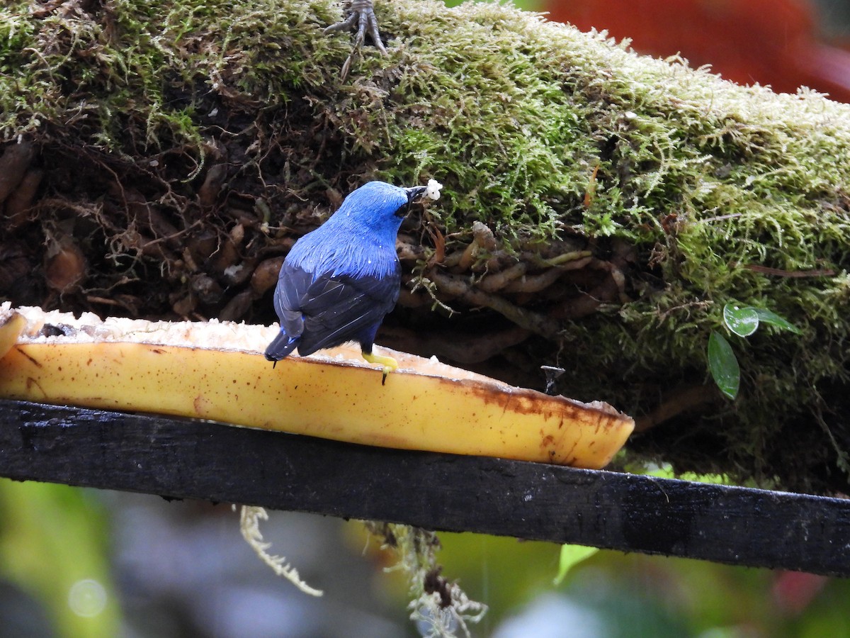 gulbeinhonningkryper - ML647196117