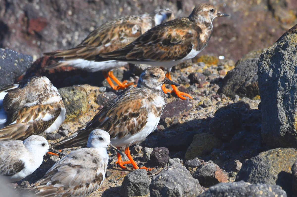 steinvender - ML647196118