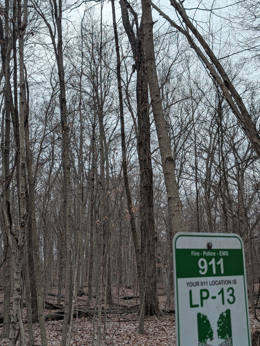 høvdingugle - ML647196120