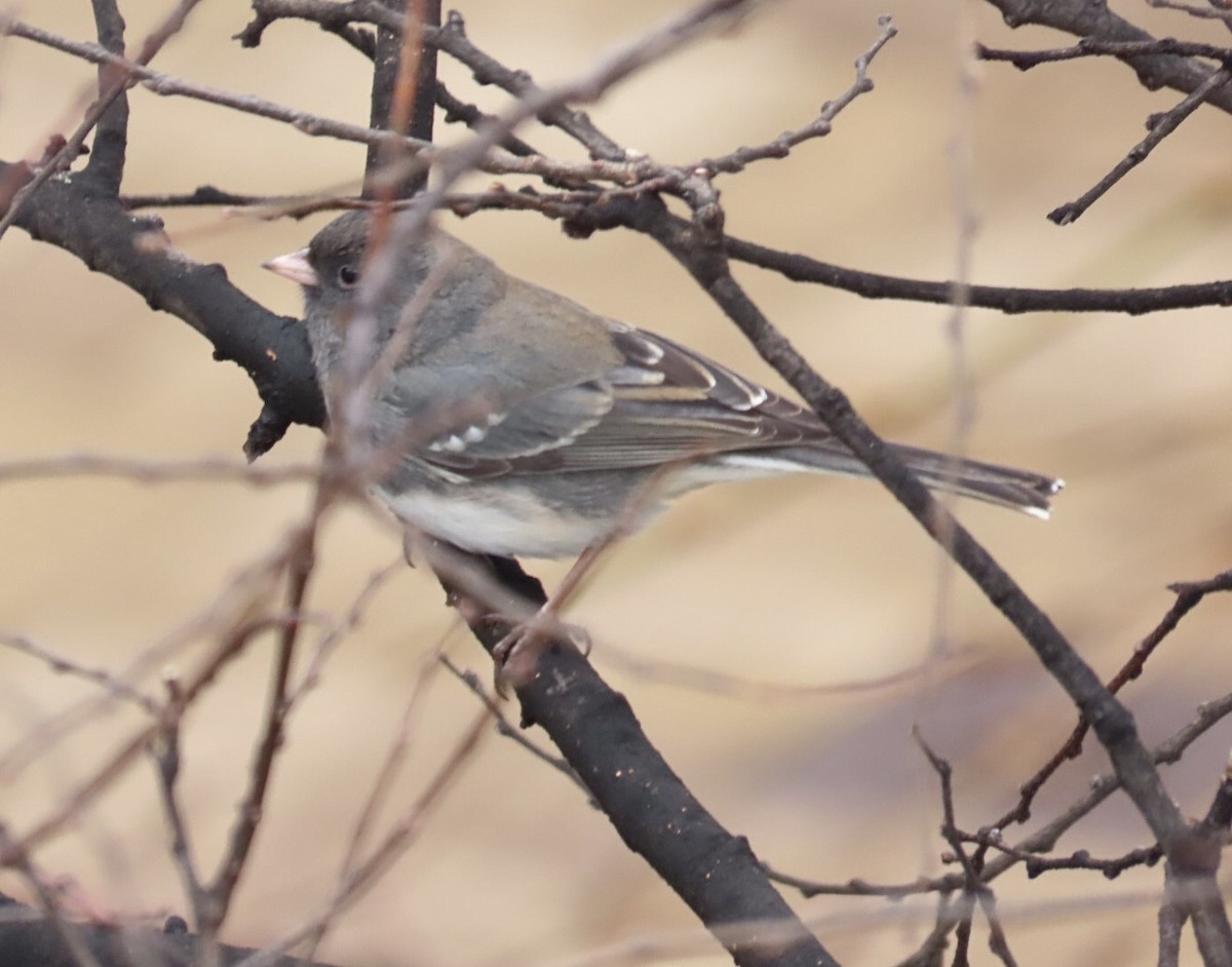vinterjunko (hyemalis/carolinensis) - ML647196121