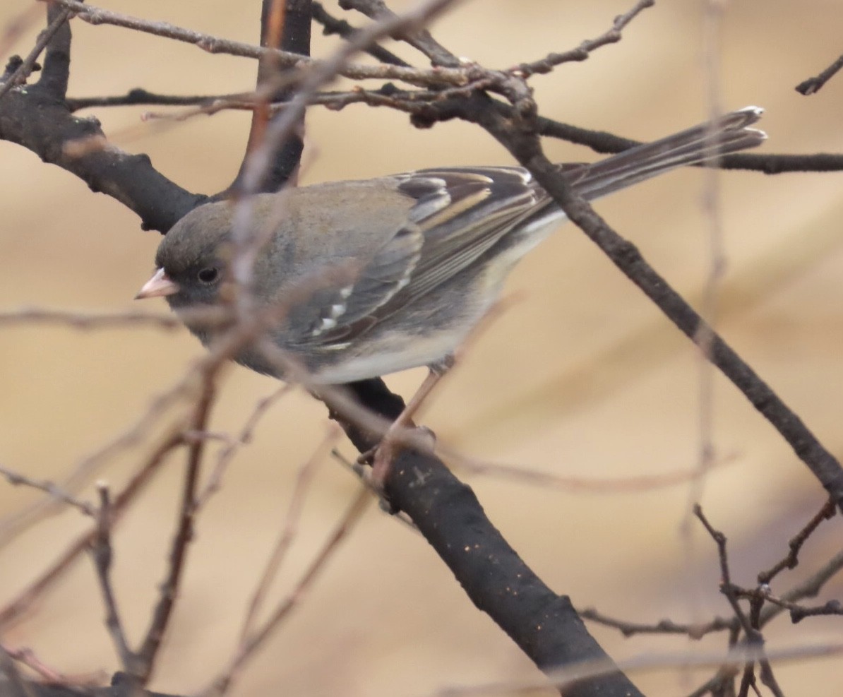vinterjunko (hyemalis/carolinensis) - ML647196122