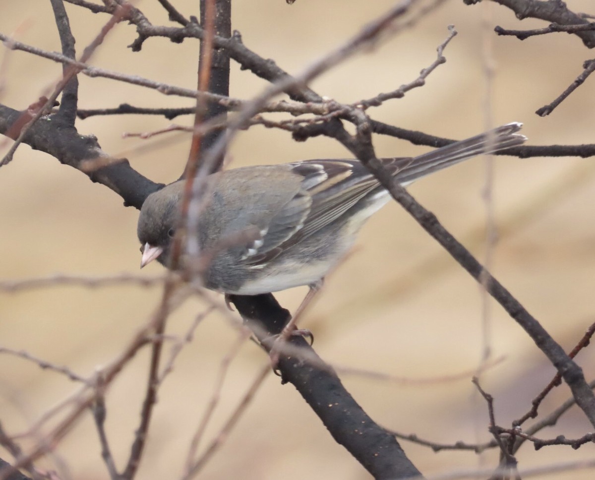 vinterjunko (hyemalis/carolinensis) - ML647196123