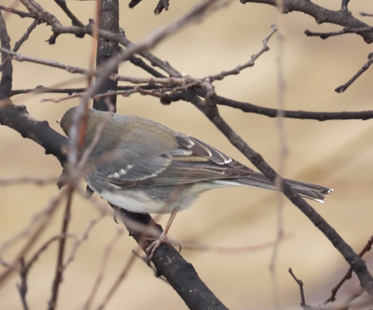 vinterjunko (hyemalis/carolinensis) - ML647196124