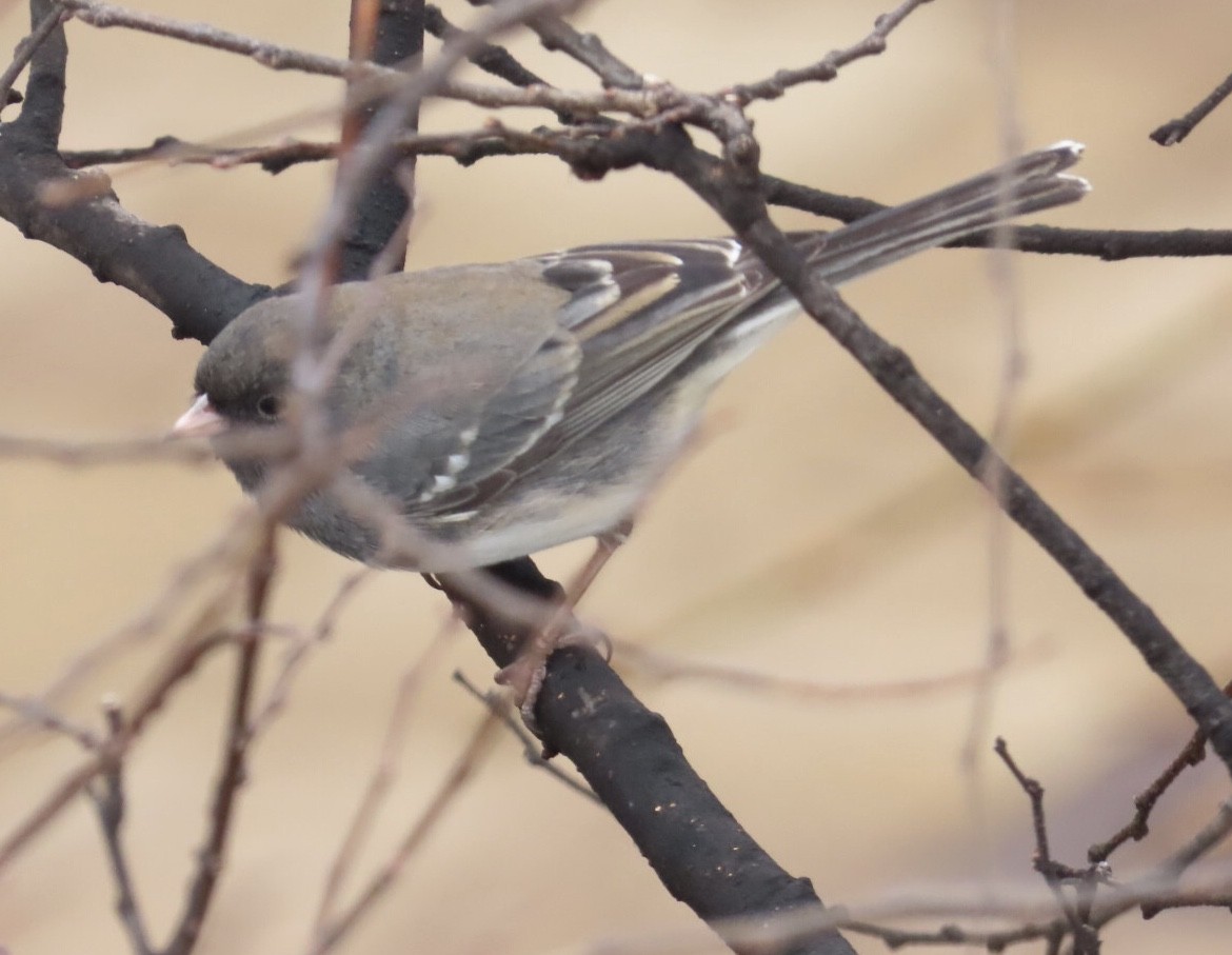 vinterjunko (hyemalis/carolinensis) - ML647196125