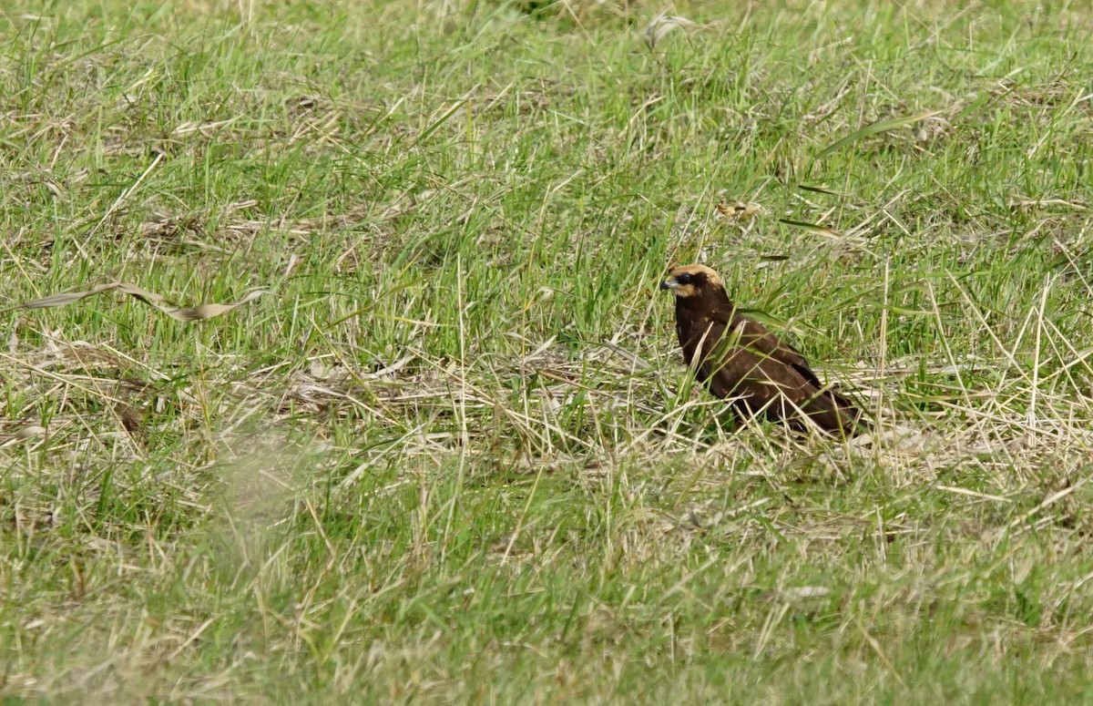 sivhauk - ML647196126