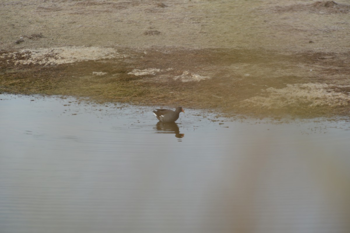 amerikasivhøne - ML647196127