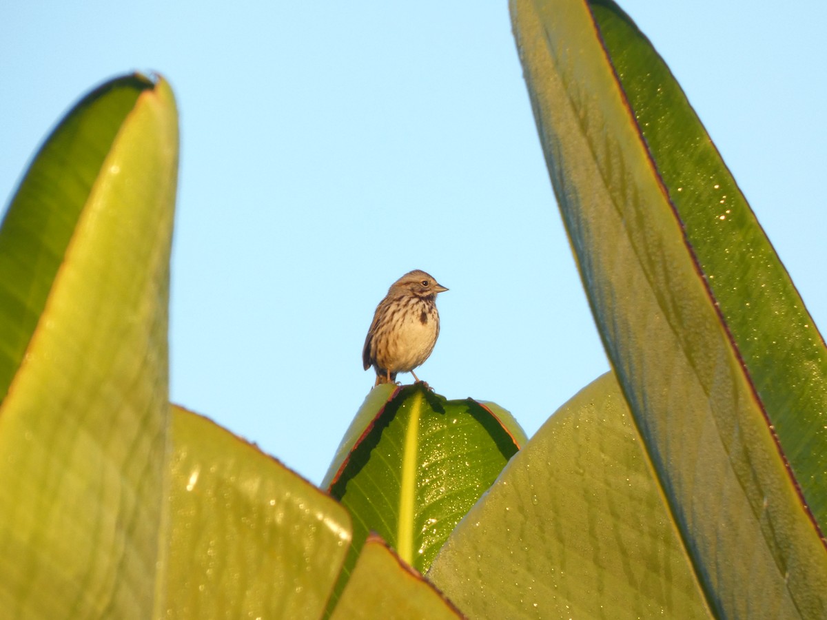 sangspurv - ML647196128